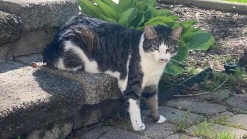 UPDATED: Cat missing after Haymarket house explosion found alive